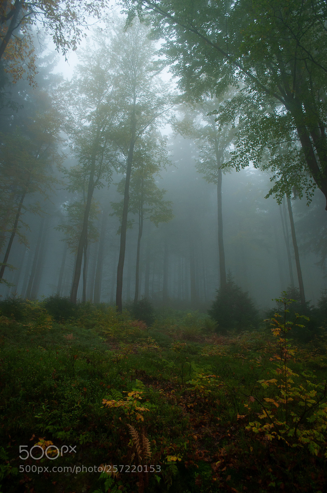Nikon D5000 sample photo. Into the woods photography