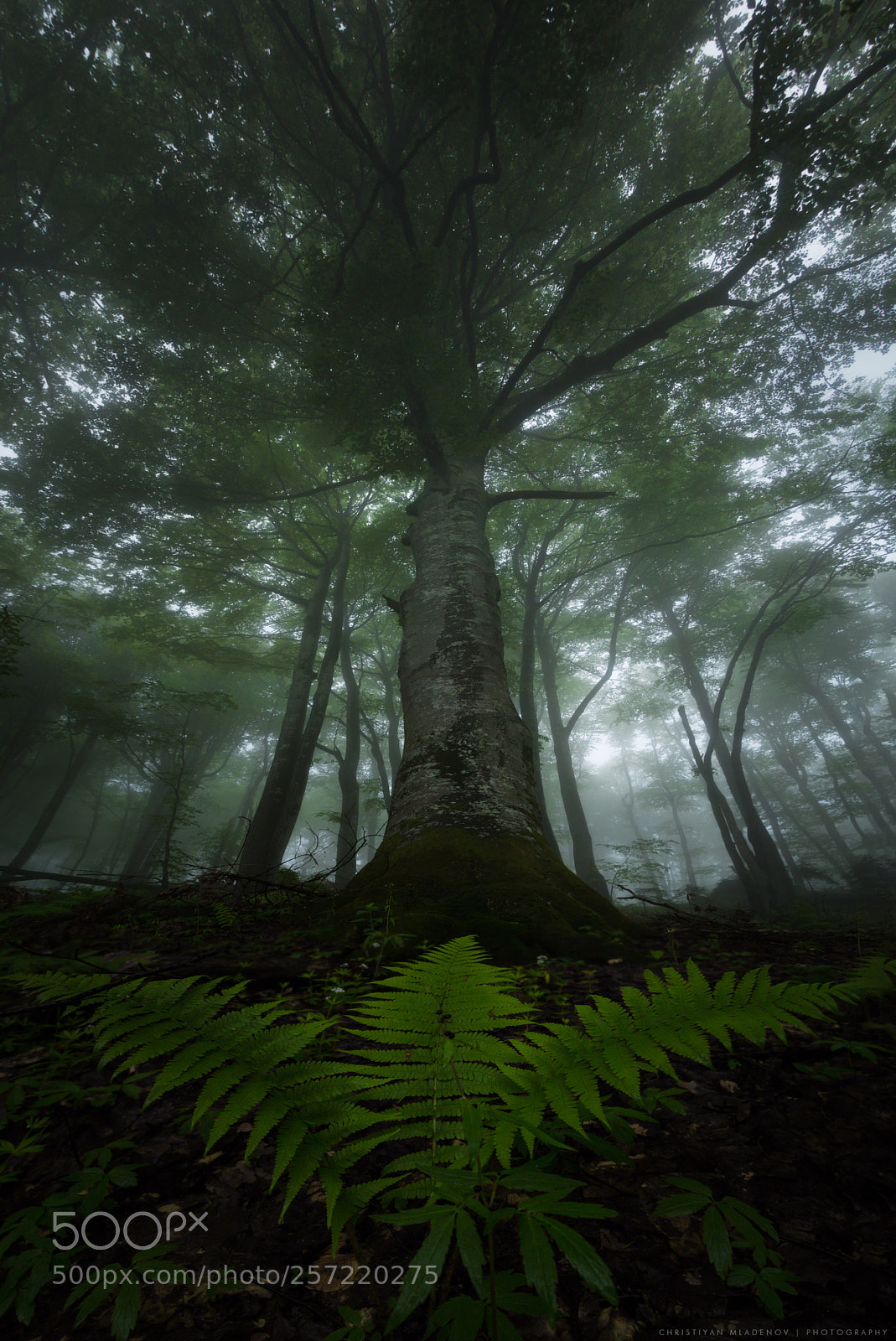 Canon EOS 70D sample photo. King of the forest photography