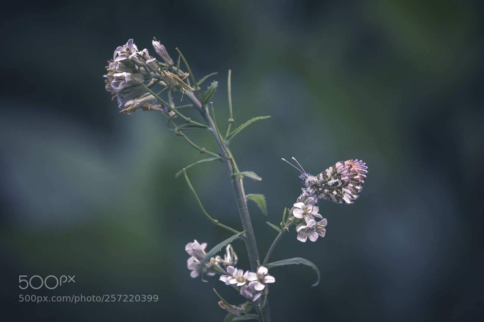 Nikon D7200 sample photo. Mariposa aurora photography