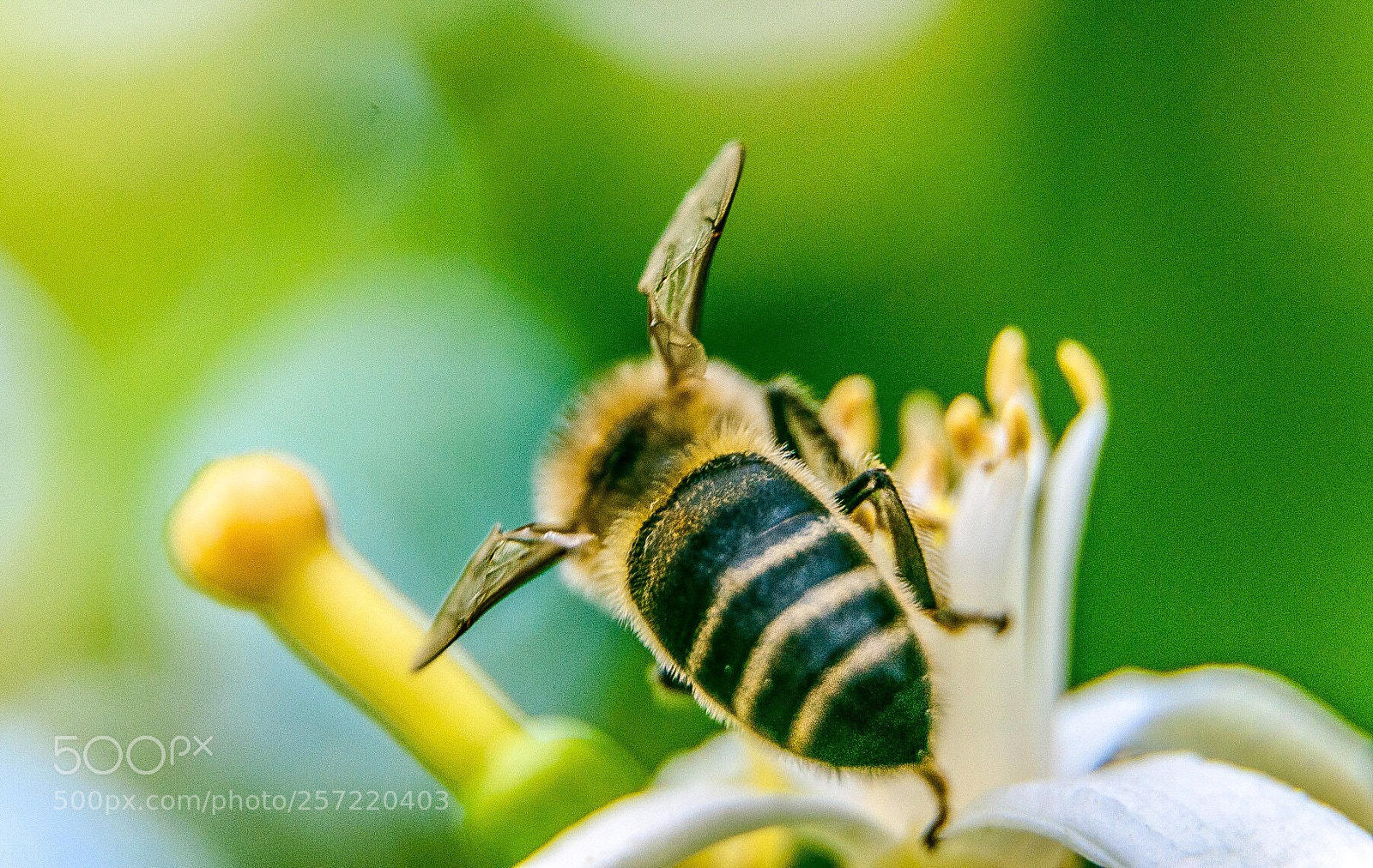 Nikon D7000 sample photo. Bee photography