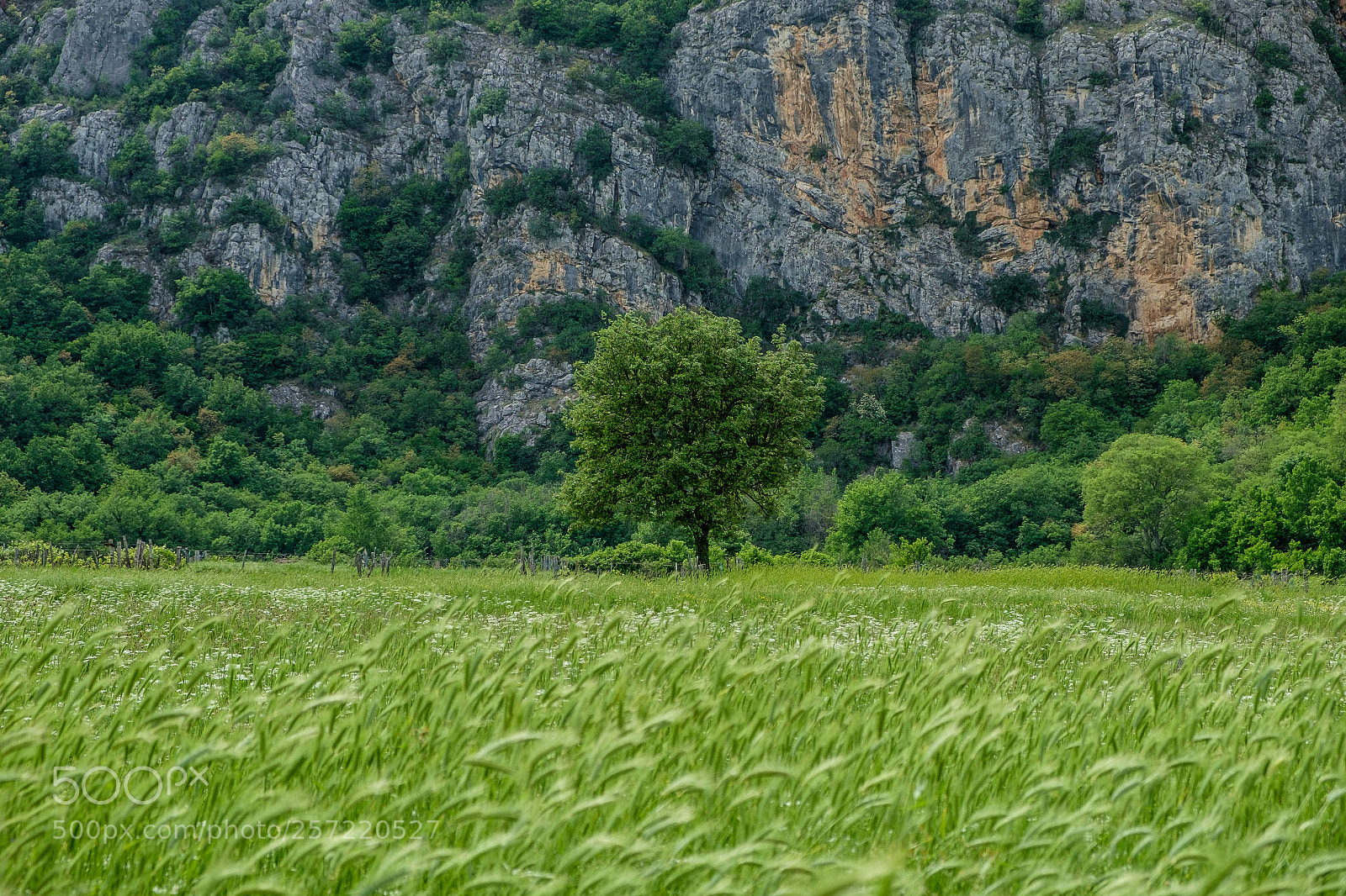 Fujifilm X-T10 sample photo. Tree photography
