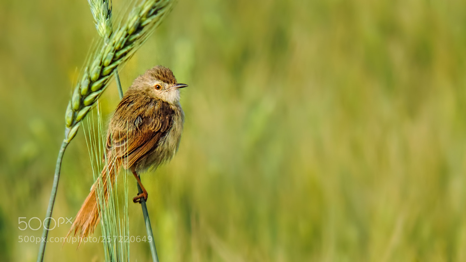 Nikon Coolpix P520 sample photo. Graceful prinia and wheat photography