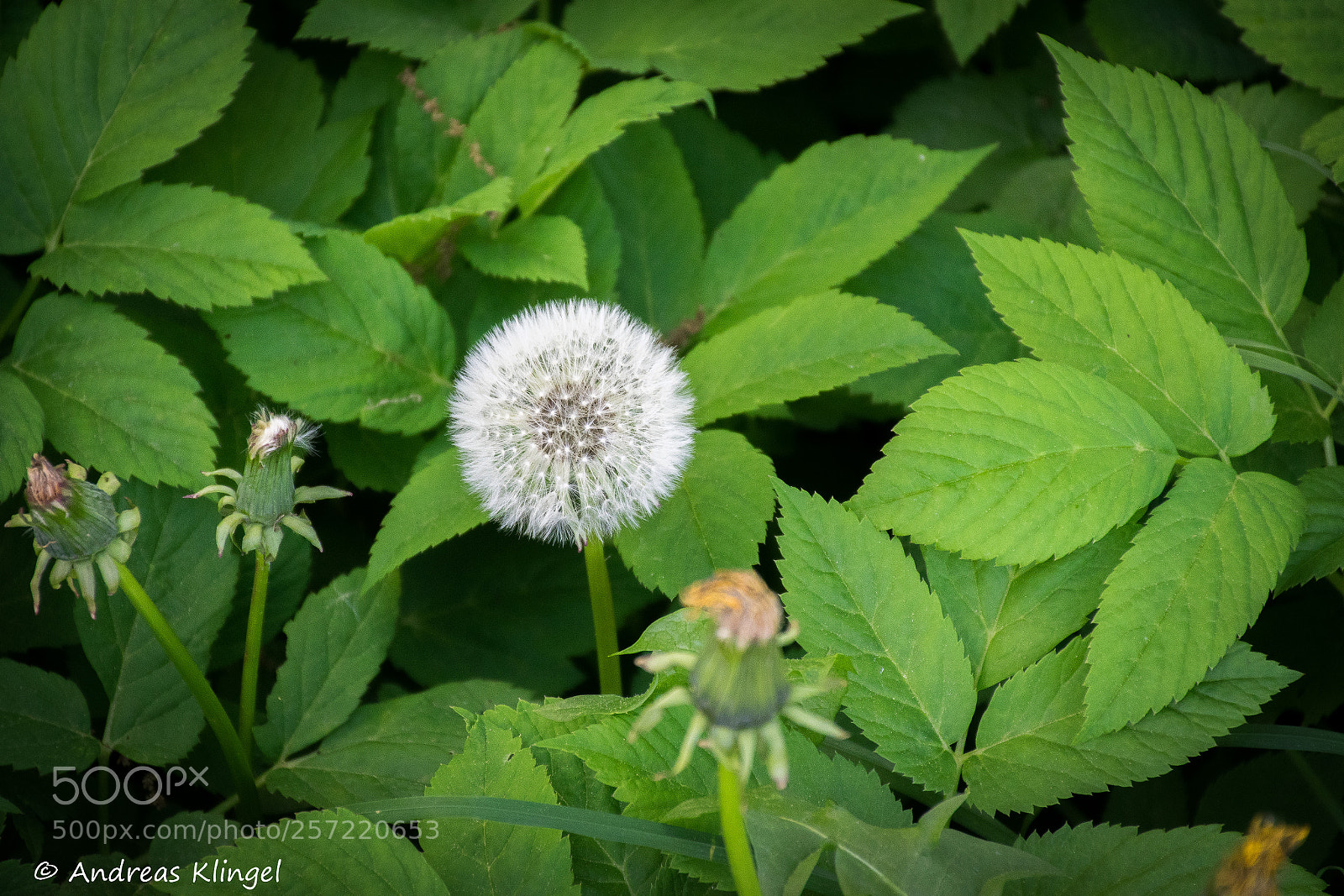 Nikon D5300 sample photo. Pusteblume photography