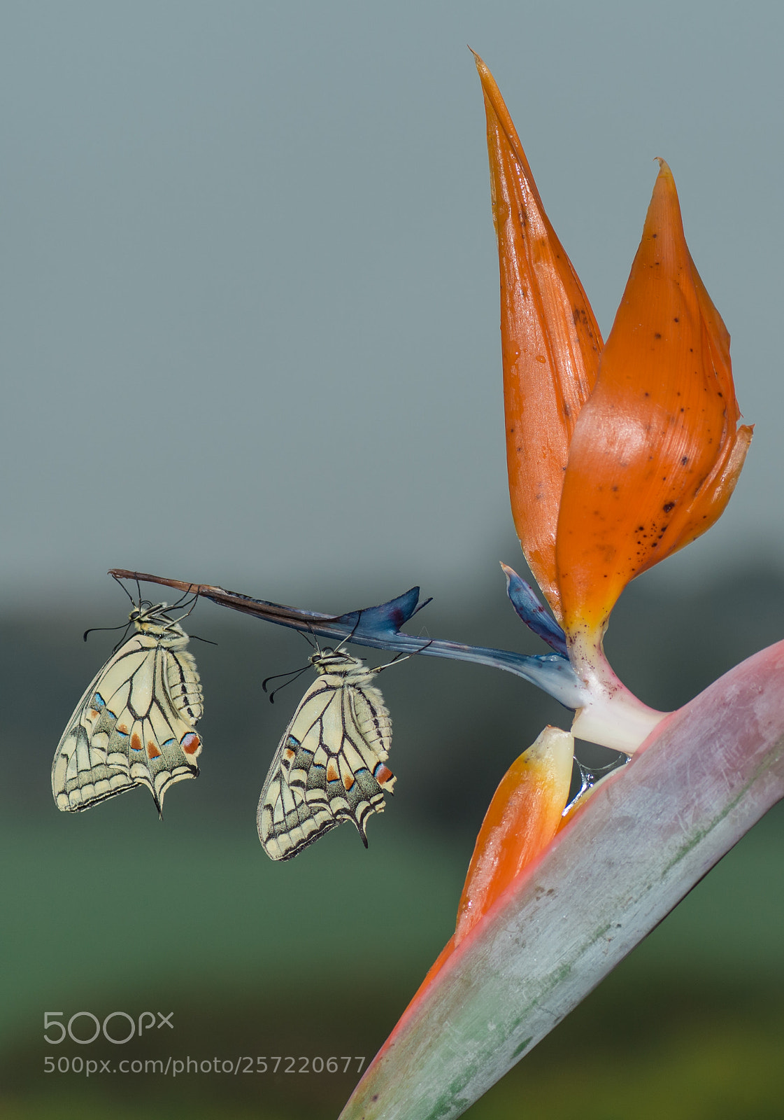 Nikon D5200 sample photo. Papilio machaon photography