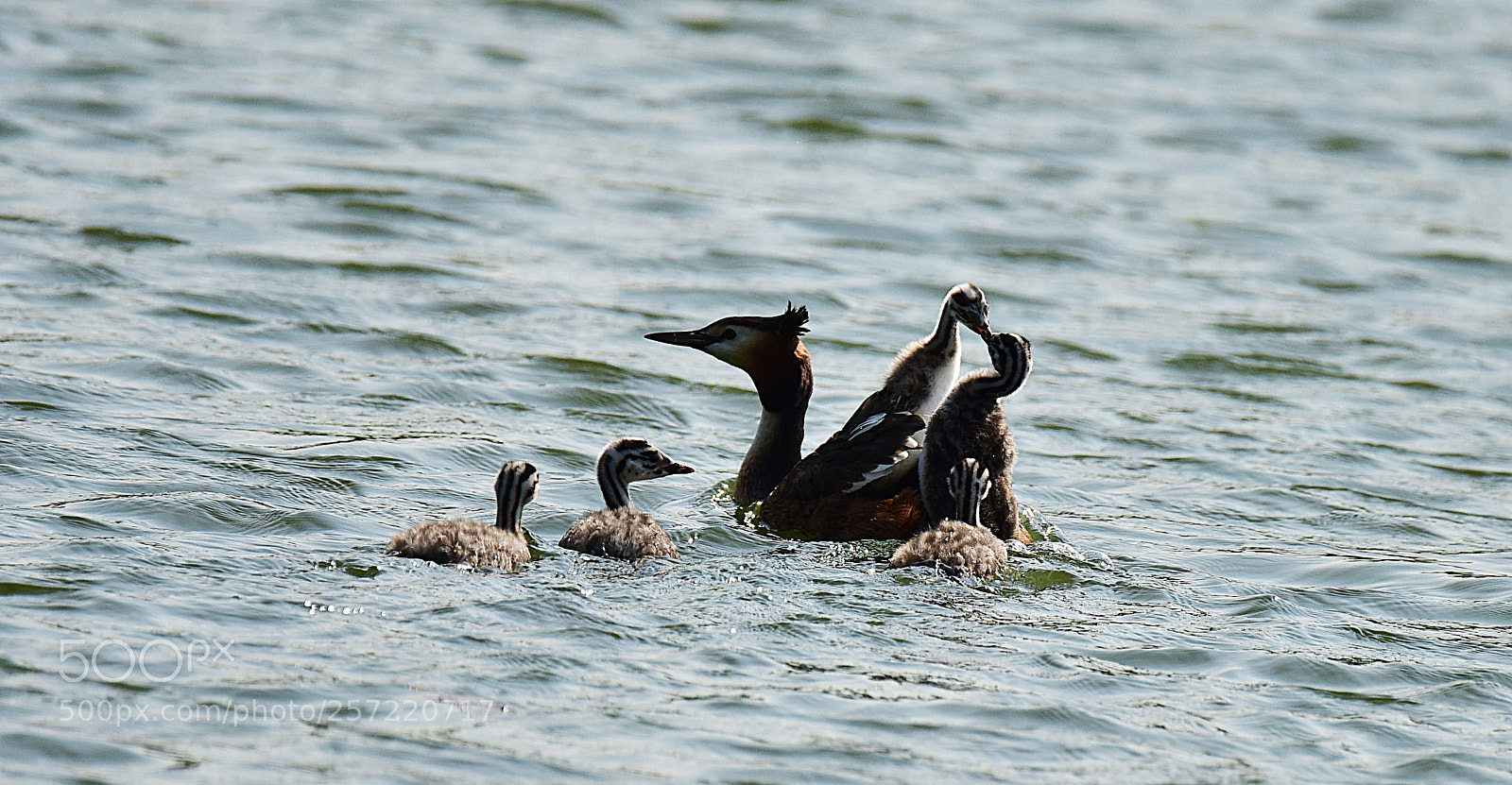 Nikon D810 sample photo. Untitled photography
