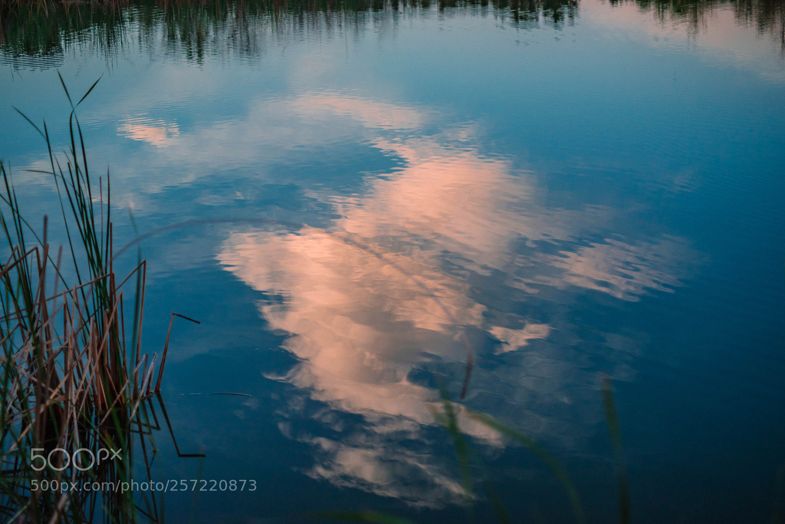 Nikon D750 sample photo. Untitled photography