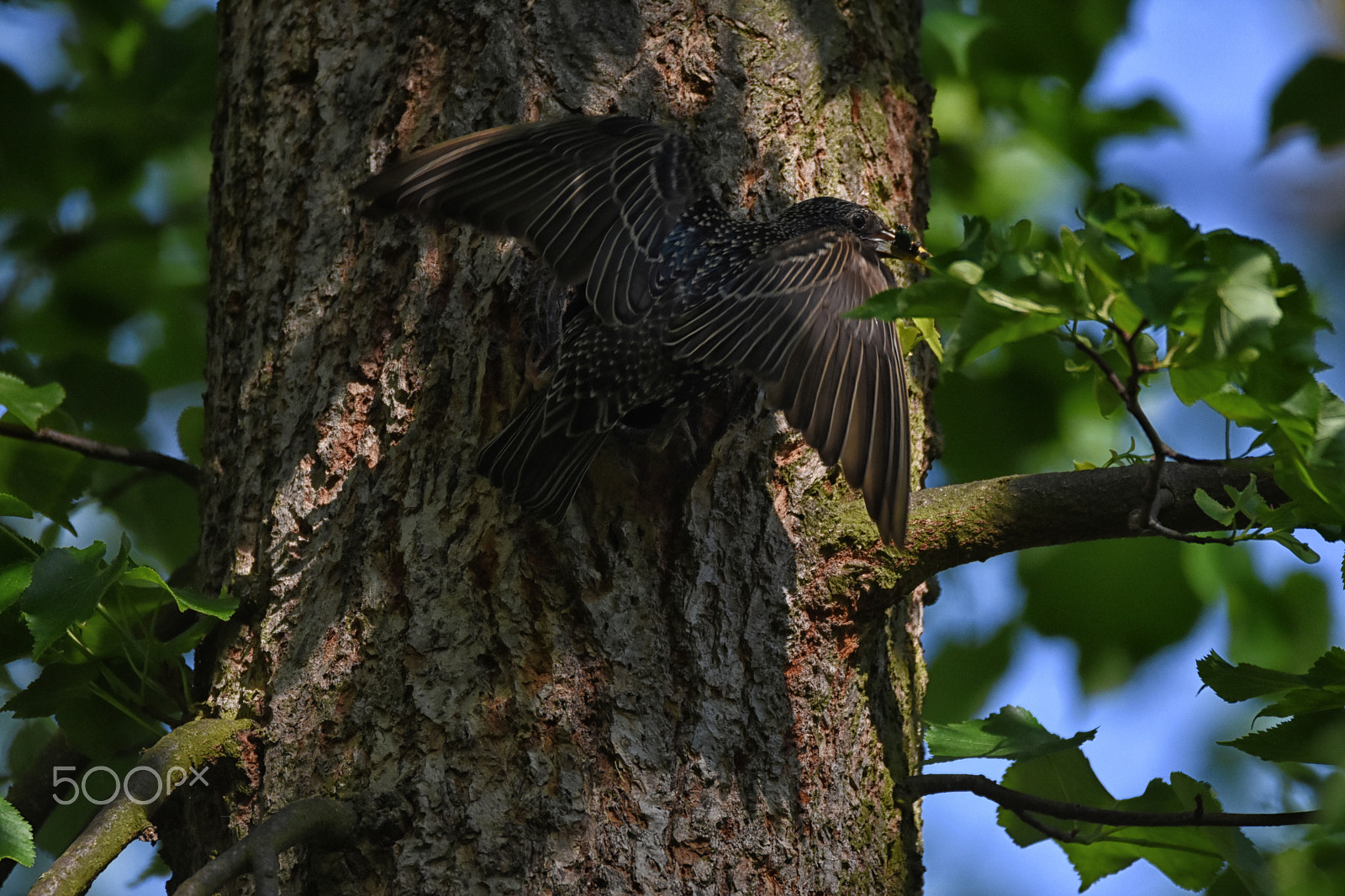 Nikon D7200 + Sigma 150-600mm F5-6.3 DG OS HSM | C sample photo. Špaček photography