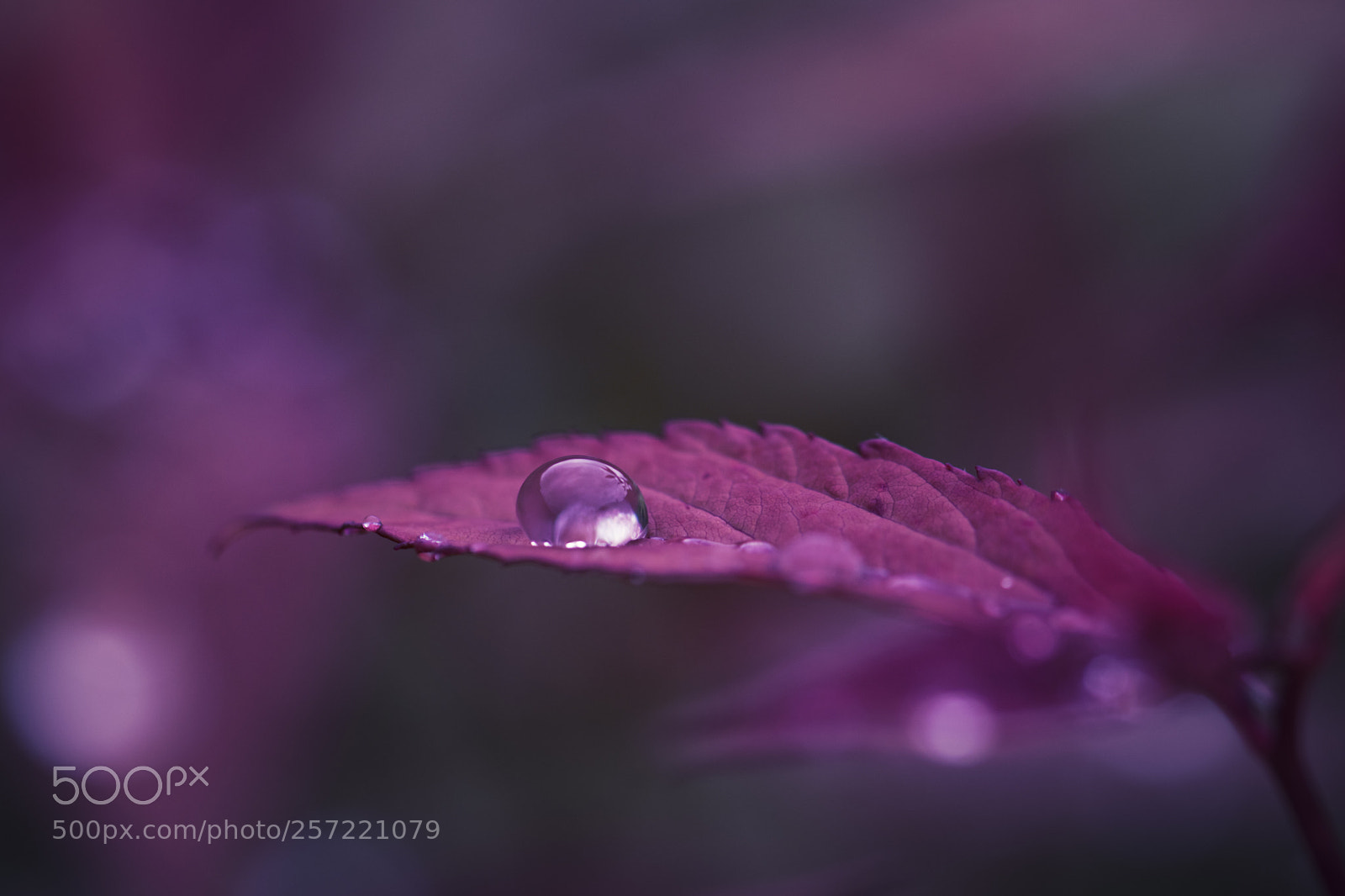 Nikon D5500 sample photo. Drop on a leaf photography