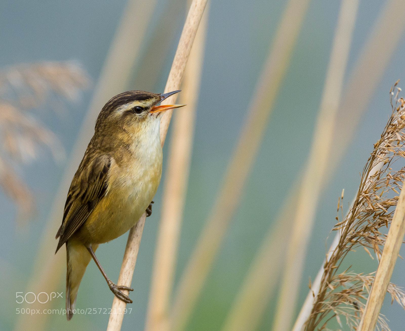Nikon D7100 sample photo. Sing for a mate. photography