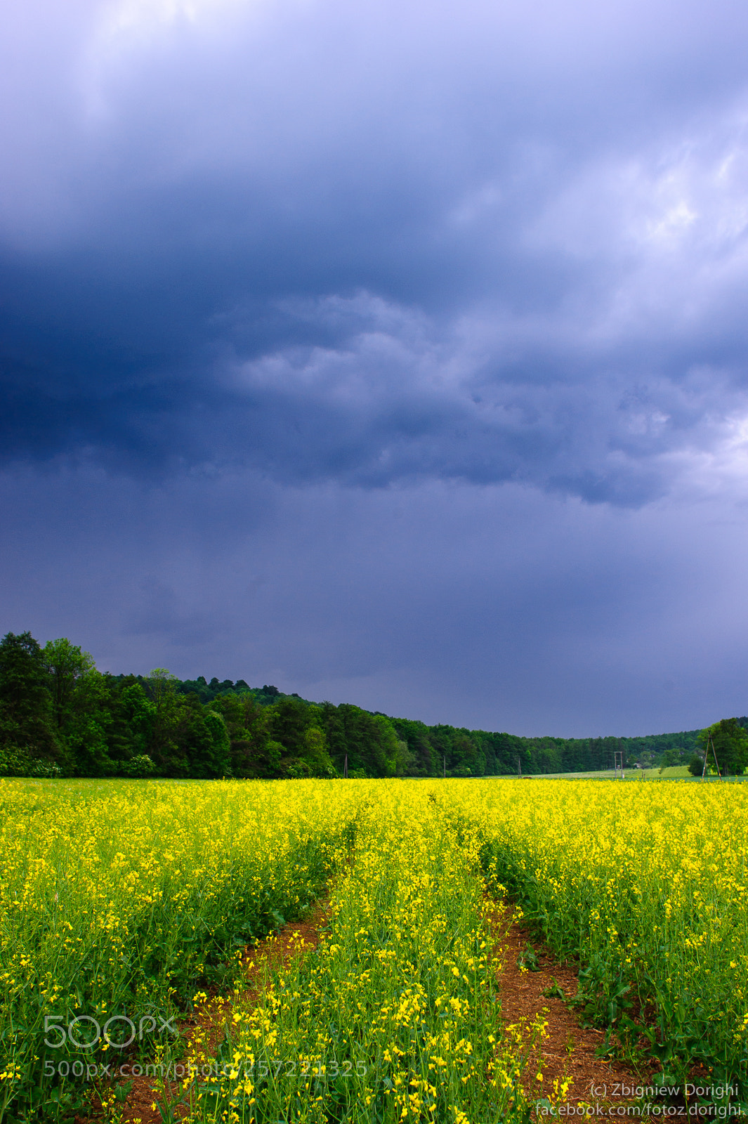 Nikon D700 sample photo. Clouds above rape field photography