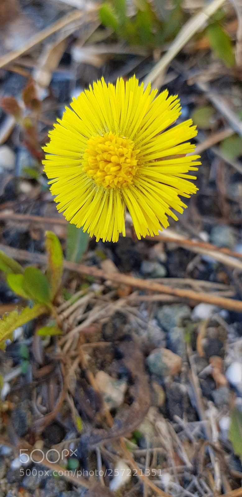Samsung Galaxy S8 sample photo. First wildflowers photography