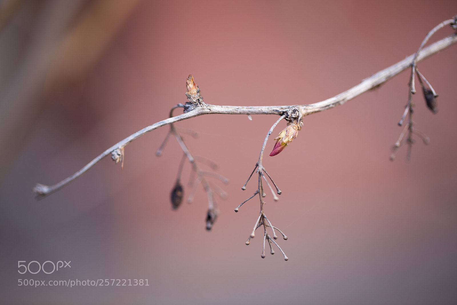 Canon EOS 6D sample photo. Spring photography