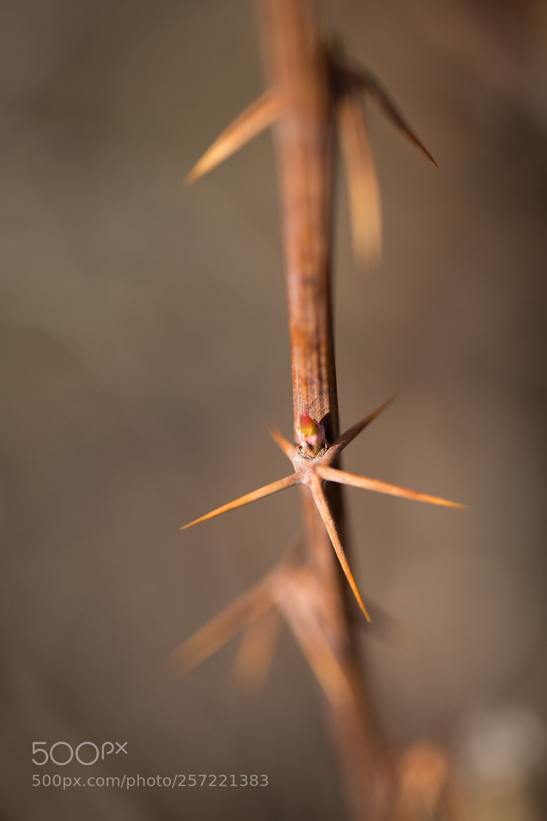 Canon EOS 6D sample photo. Spring photography