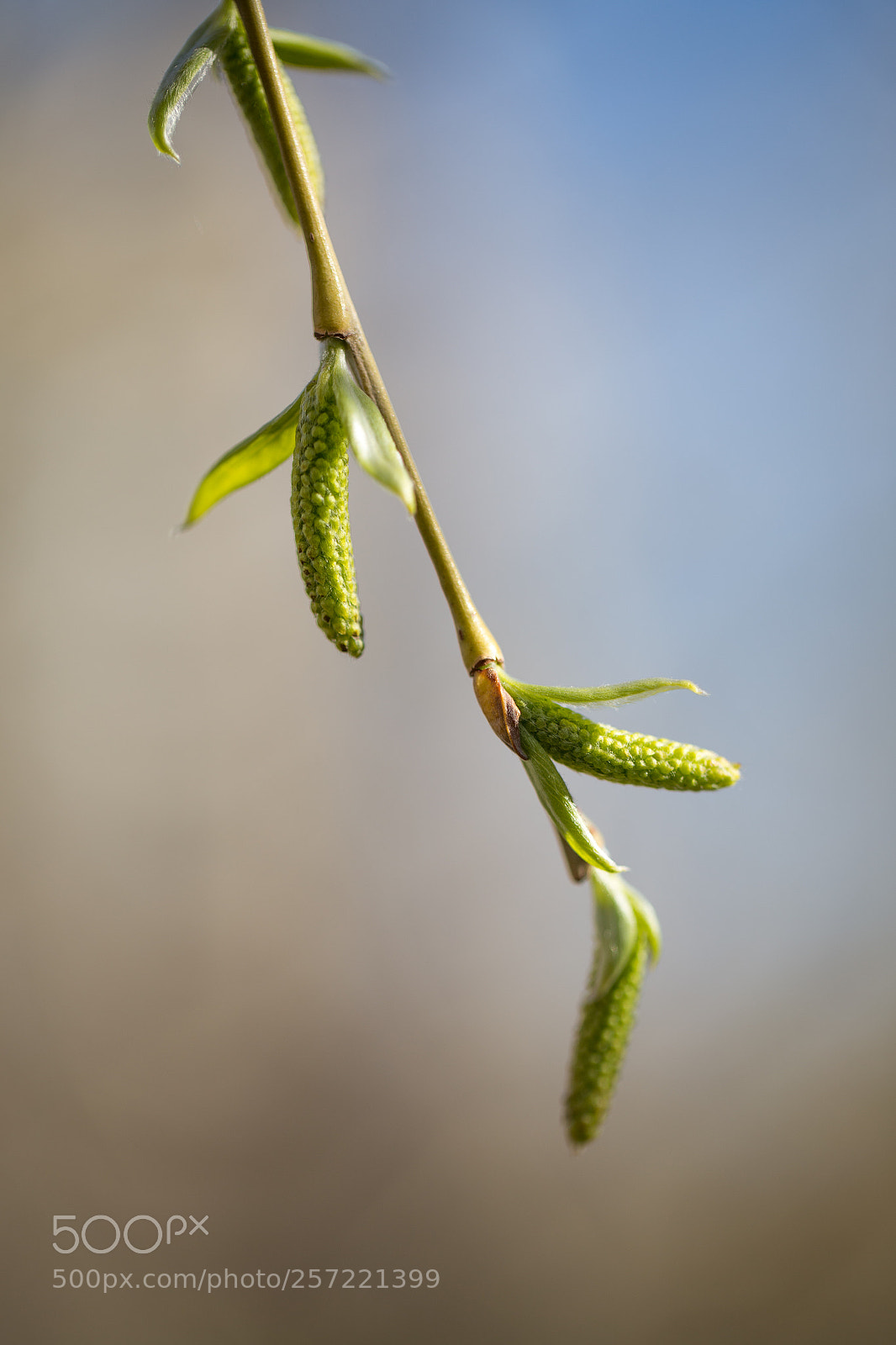 Canon EOS 6D sample photo. Spring photography