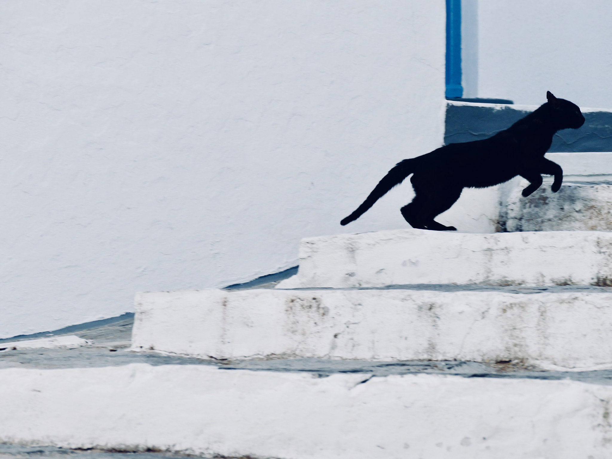 Leica V-Lux (Typ 114) sample photo. Milos cat photography