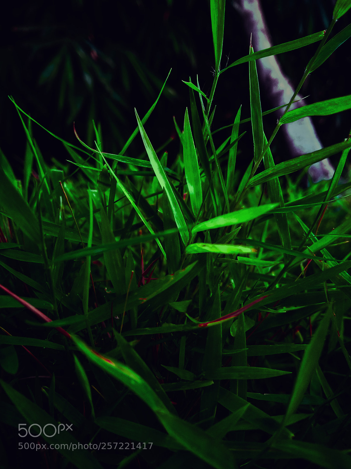 Motorola Moto G (5S) Plus sample photo. Green grass photography