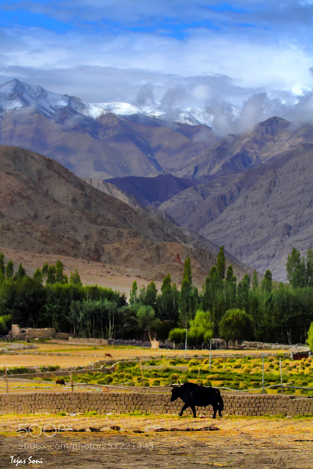 Canon EOS 7D sample photo. Chemrey ,ladakh ,india photography