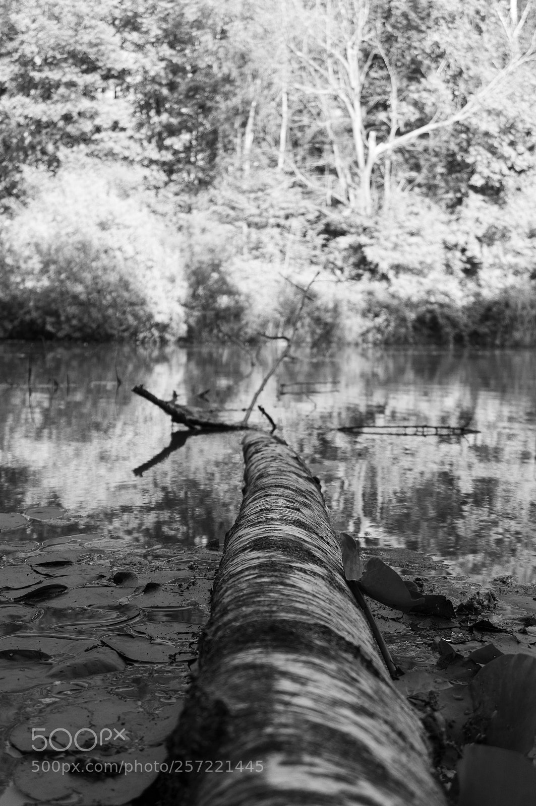 Sony Alpha NEX-6 sample photo. Tronc dans l'eau photography