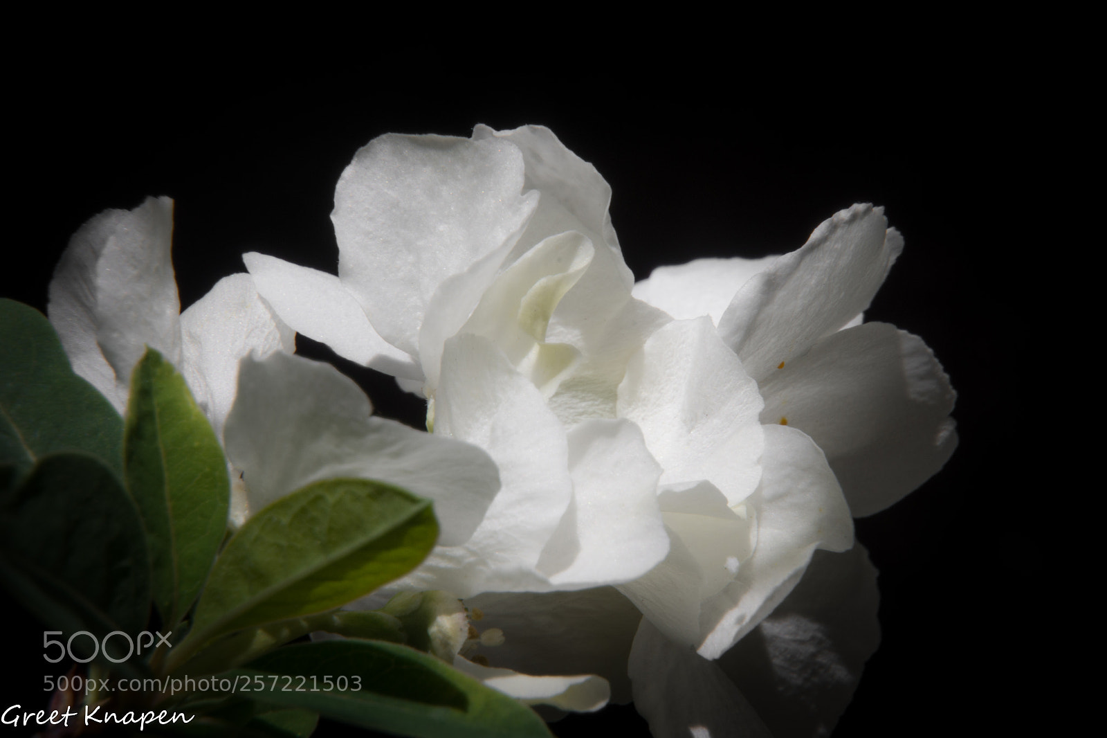 Nikon D7200 sample photo. Macro photography