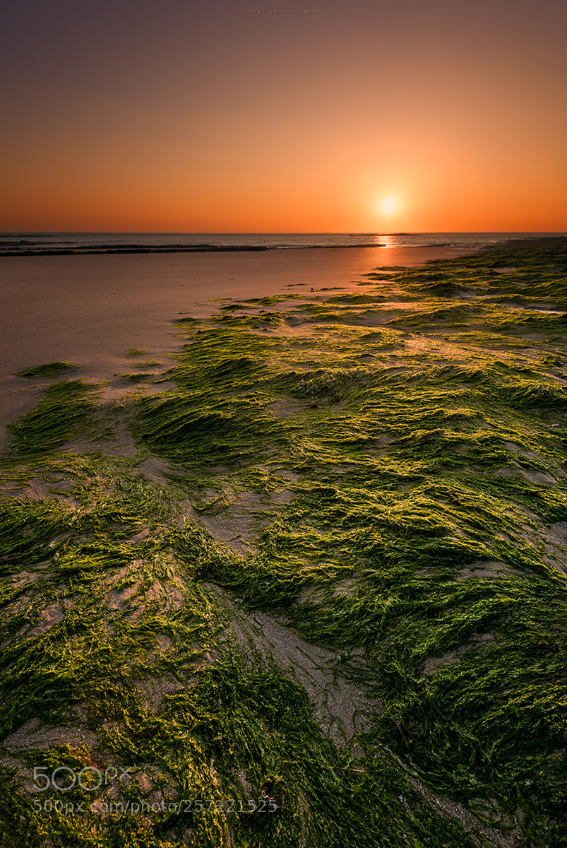 Nikon D750 sample photo. Seaweed sunset photography