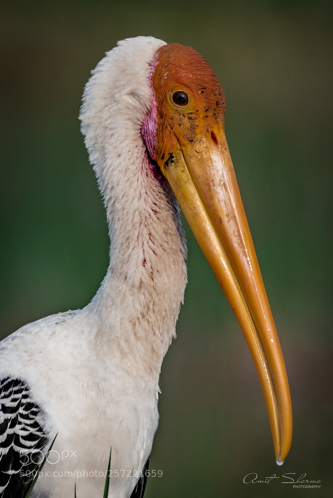 Nikon D750 sample photo. Painted stork photography