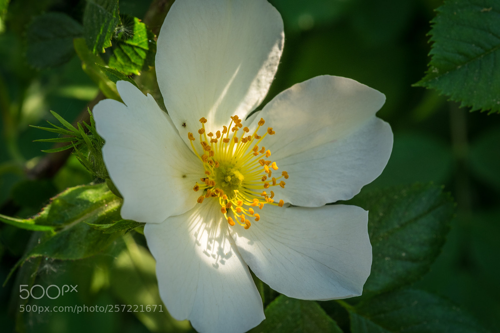 Fujifilm X-T1 sample photo. Feld rose (rosa arvensis) photography