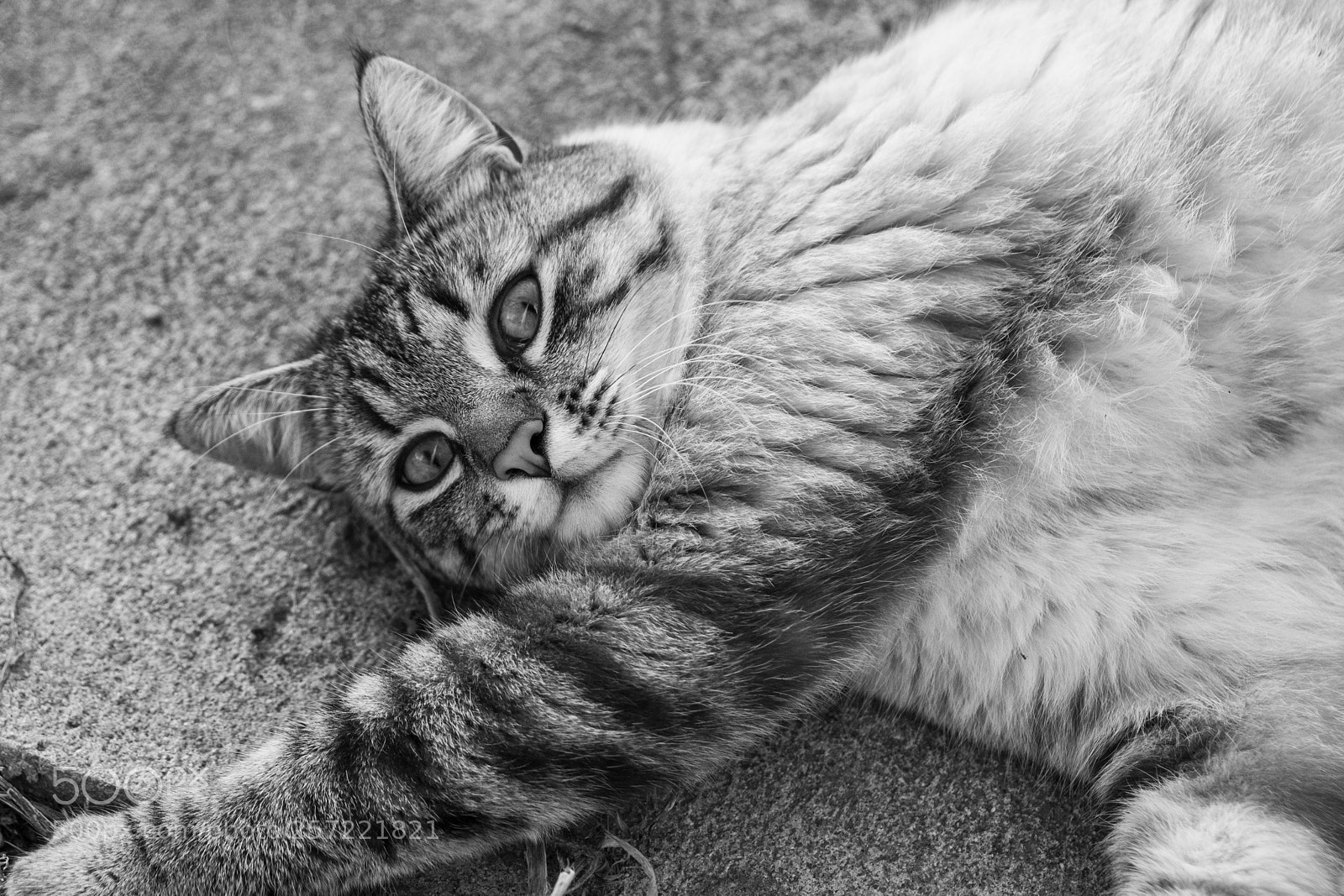 Fujifilm X-T20 sample photo. Shiro photography