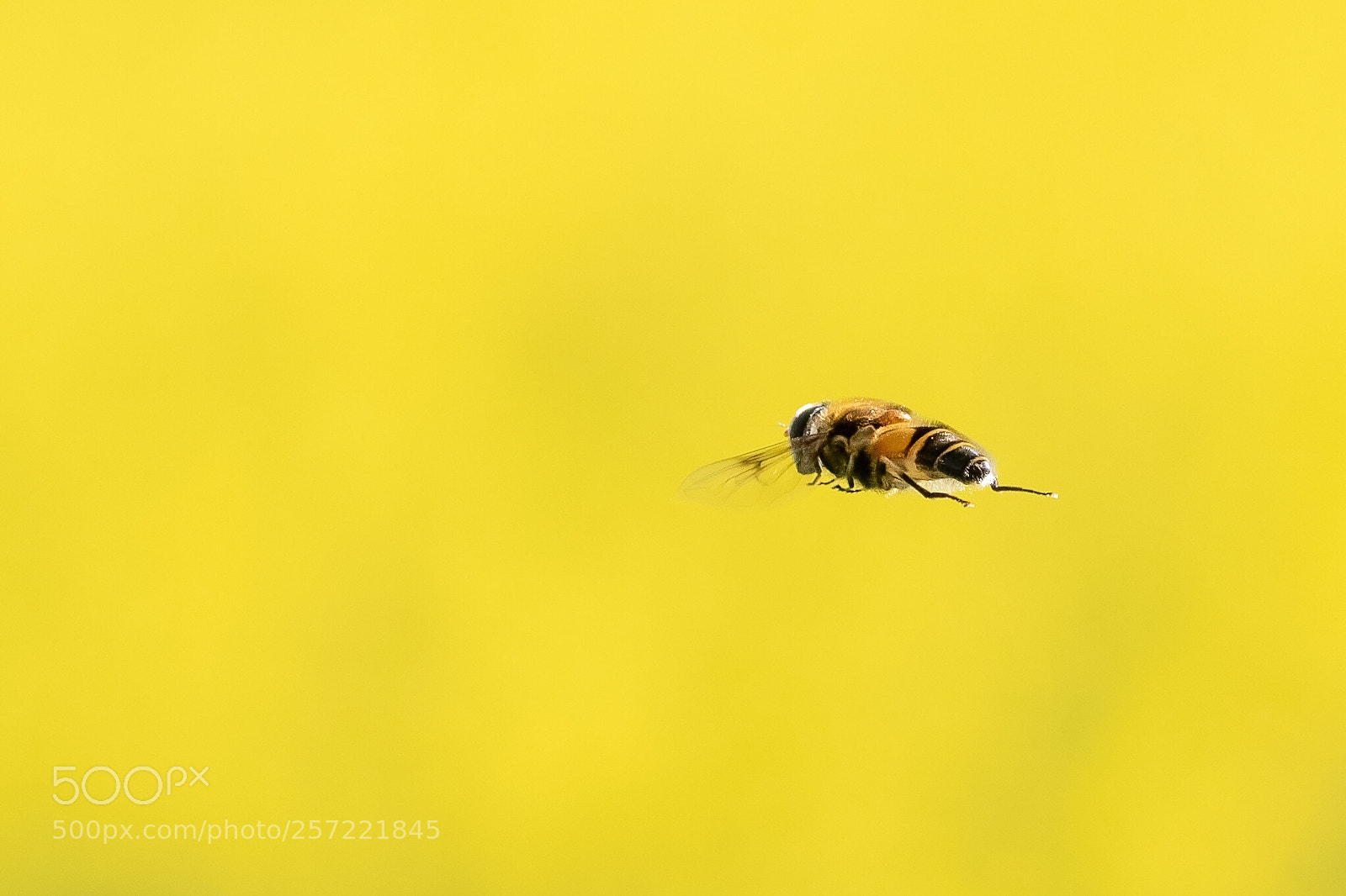 Canon EOS 7D Mark II sample photo. In flight photography