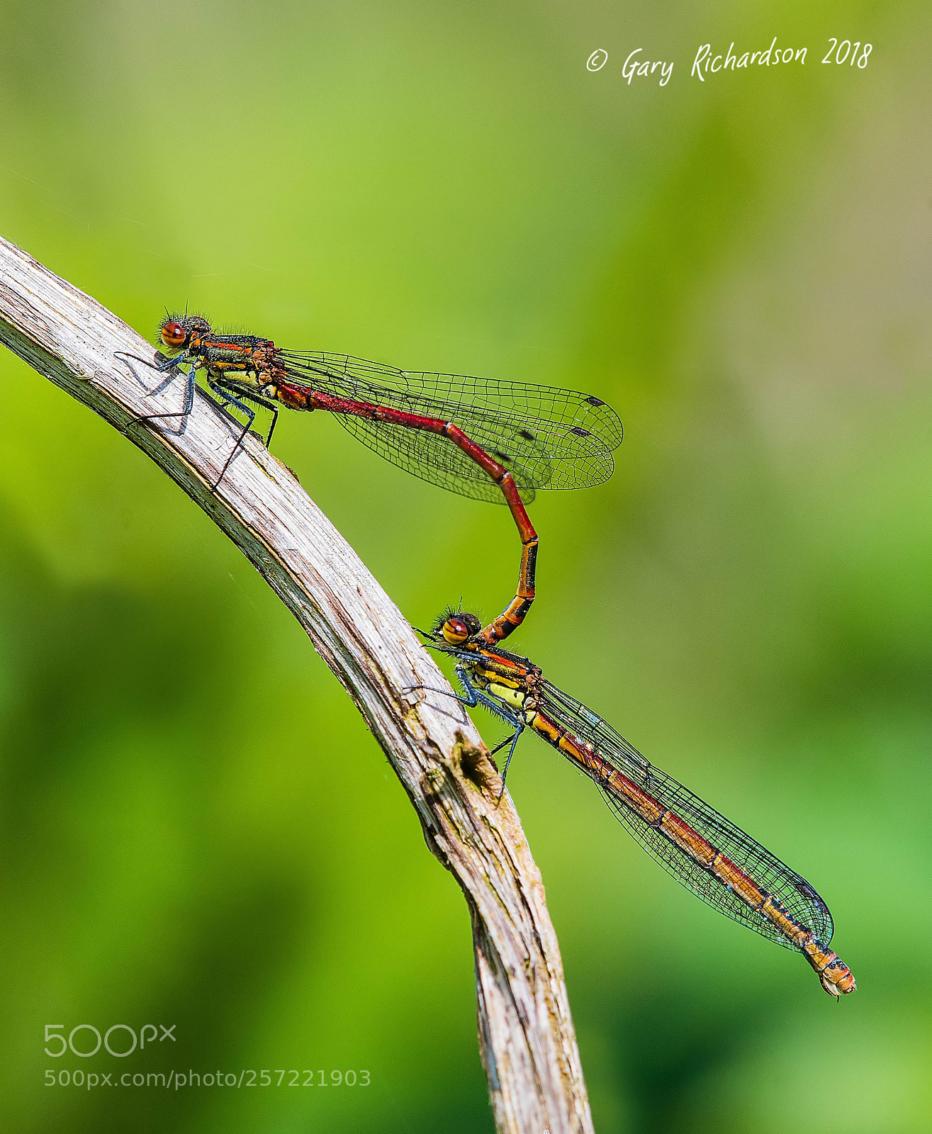Nikon D500 sample photo. Large red damselfly pyrrhosoma photography