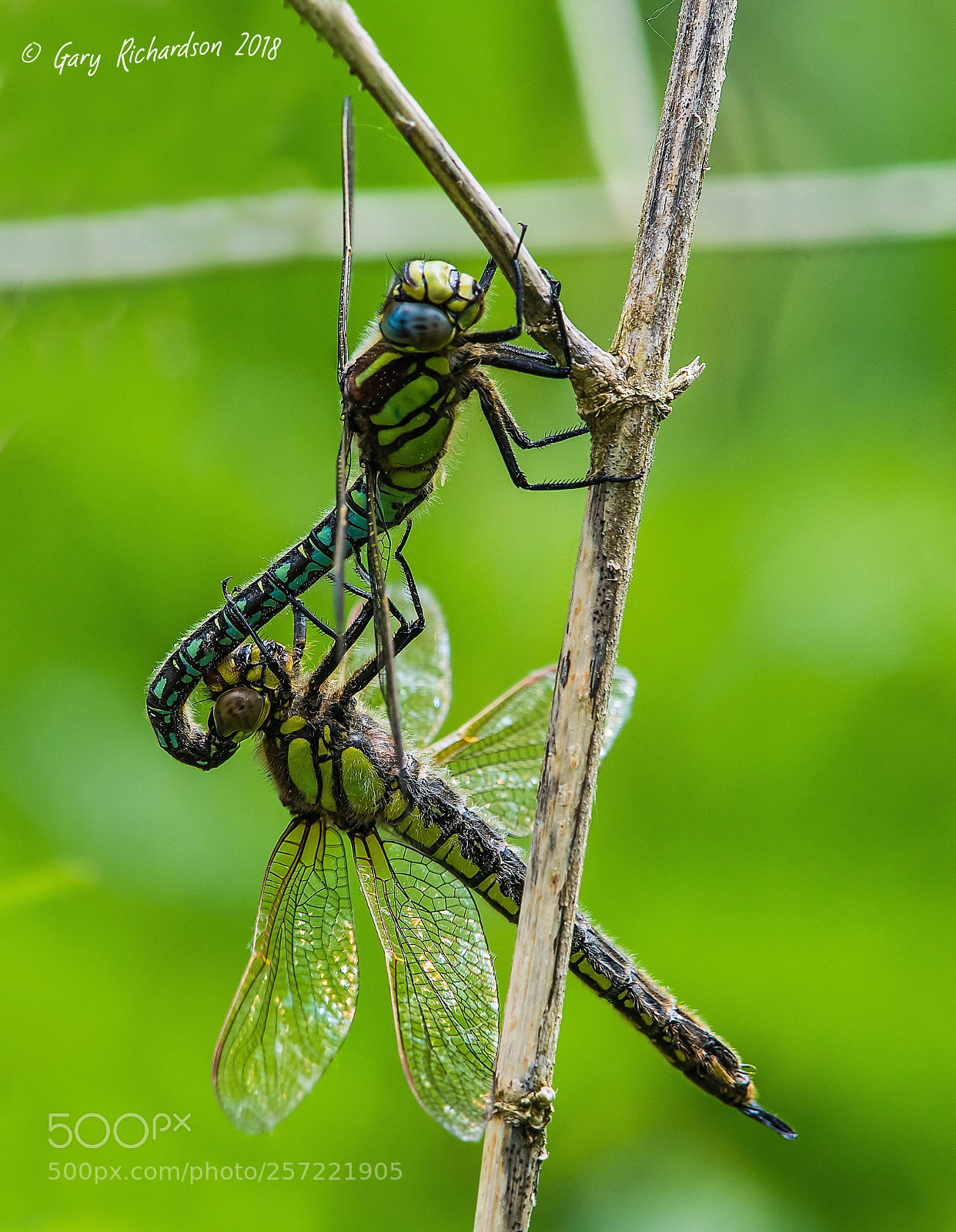 Nikon D500 sample photo. Hairy dragonfly's (brachytron pratense) photography