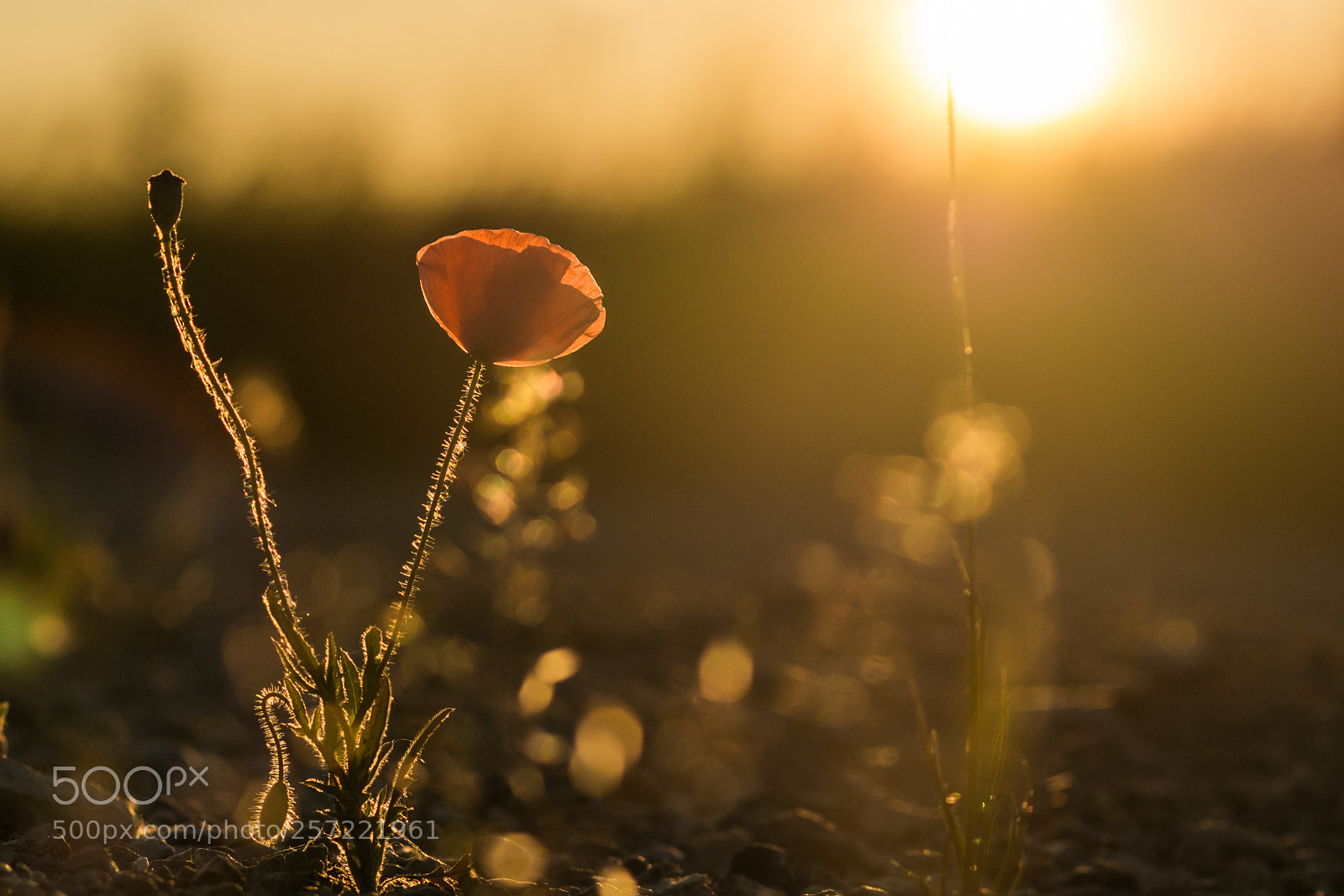 Nikon D7100 sample photo. Poppy time photography