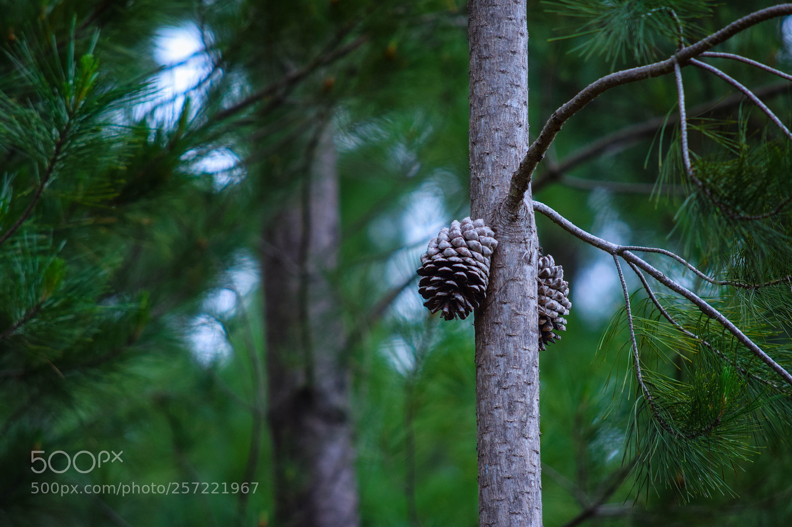 Nikon D3300 sample photo. Pine photography