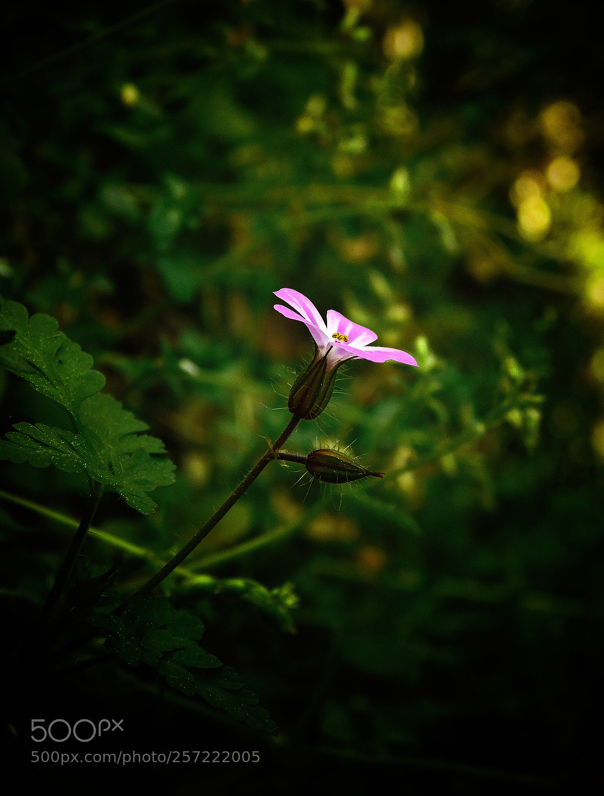 Nikon Coolpix L840 sample photo. Geranium robertianum photography