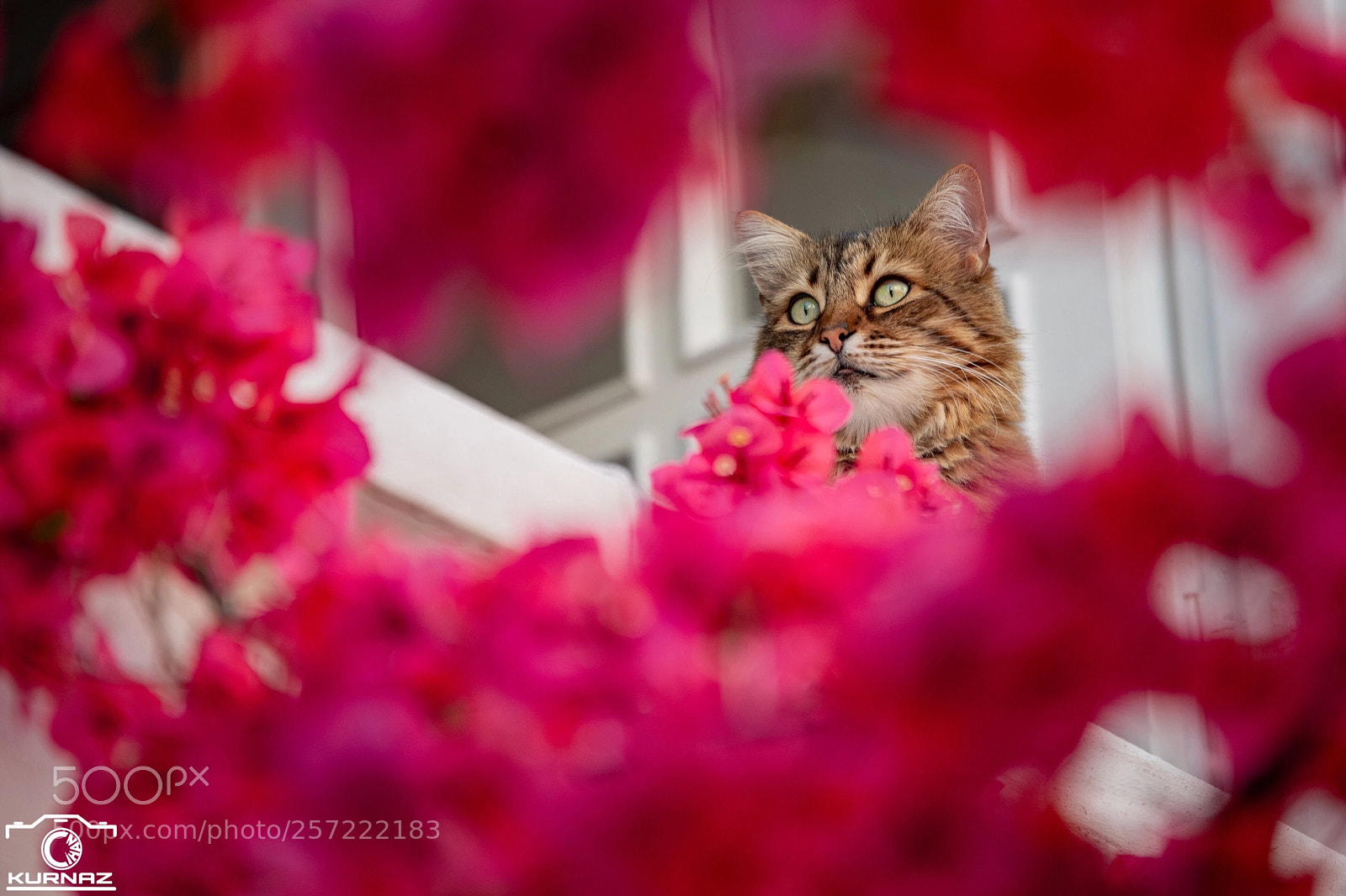 Nikon D810 sample photo. Untitled photography