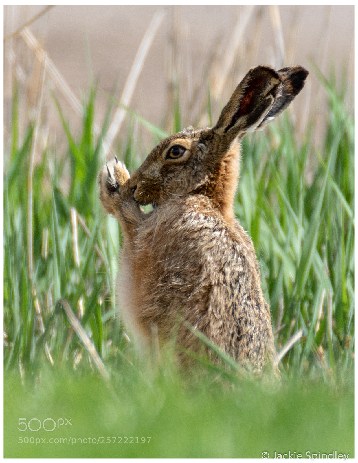 Canon EOS 7D Mark II sample photo. Shadowboxing hare photography