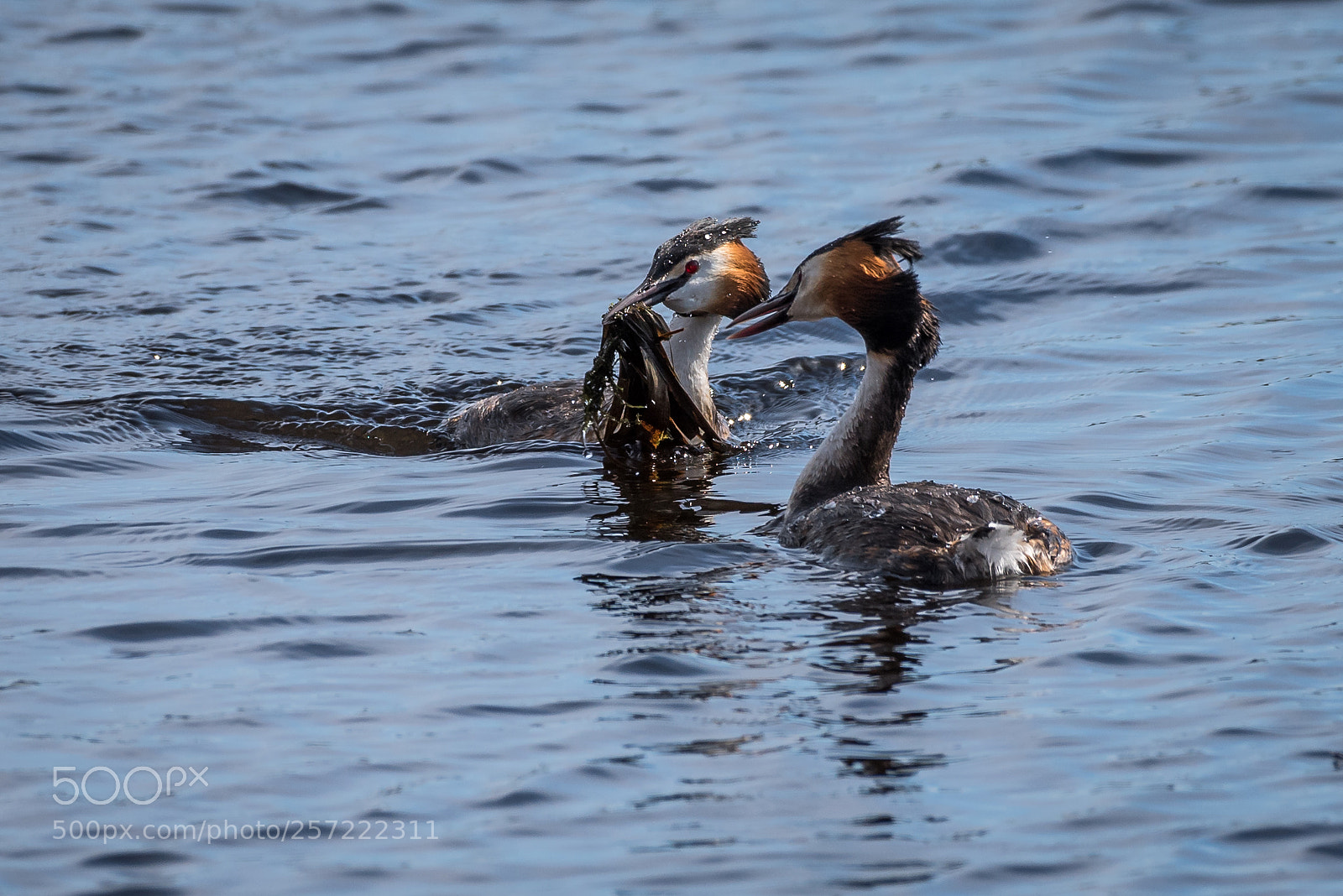 Nikon D750 sample photo. Great grested grebe photography