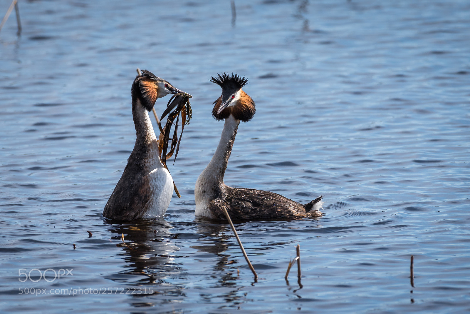 Nikon D750 sample photo. Great grested grebe photography