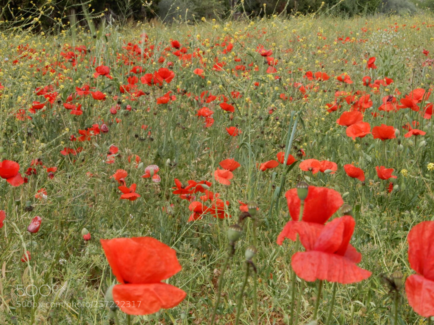Nikon Coolpix A900 sample photo. The poppy photography