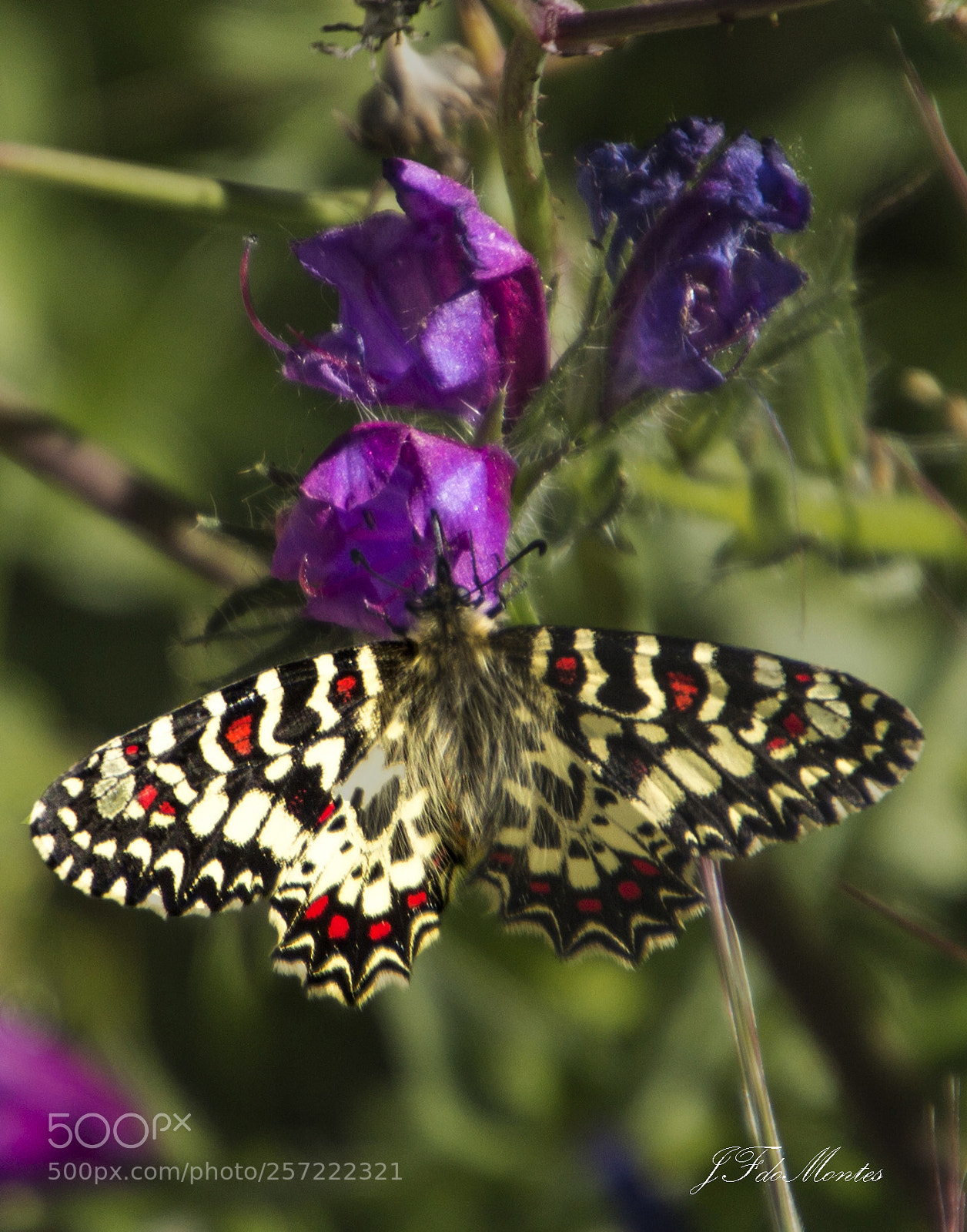 Canon EOS 700D (EOS Rebel T5i / EOS Kiss X7i) sample photo. La arlequ n zerynthia photography