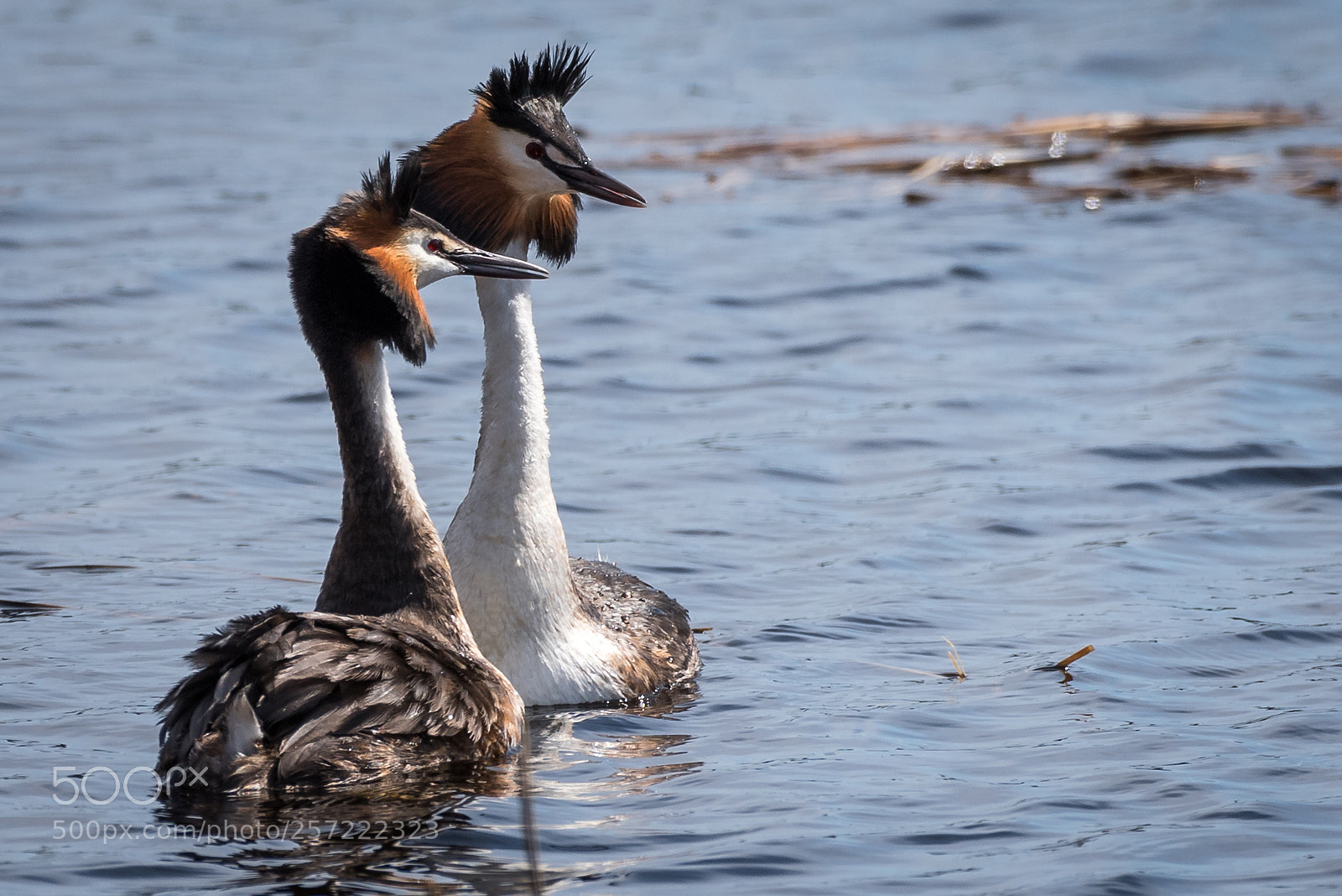 Nikon D750 sample photo. Great grested grebe photography