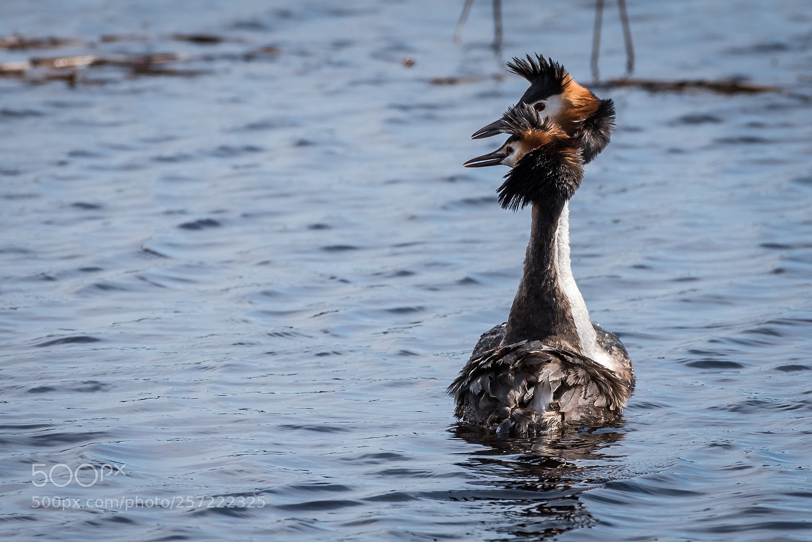 Nikon D750 sample photo. Great grested grebe photography