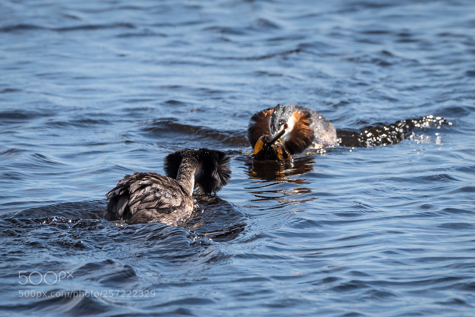 Nikon D750 sample photo. Great grested grebe photography