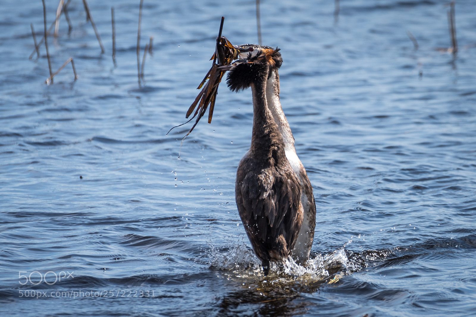 Nikon D750 sample photo. Great grested grebe photography