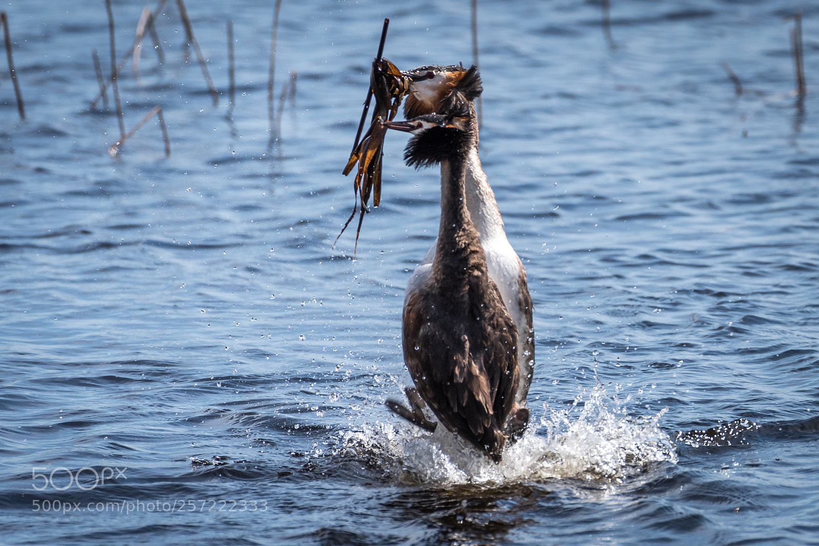 Nikon D750 sample photo. Great grested grebe photography