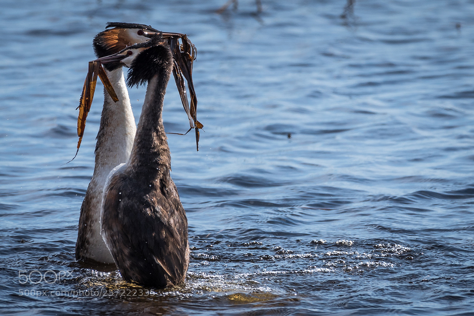 Nikon D750 sample photo. Great grested grebe photography