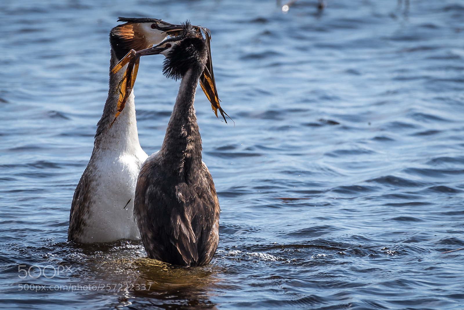Nikon D750 sample photo. Great grested grebe photography
