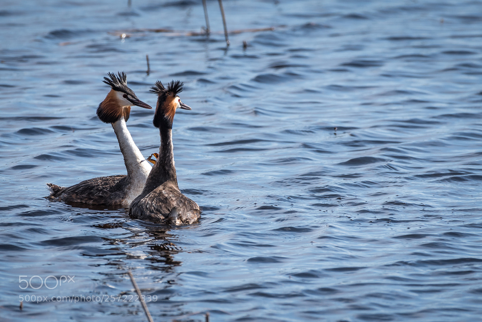 Nikon D750 sample photo. Great grested grebe photography