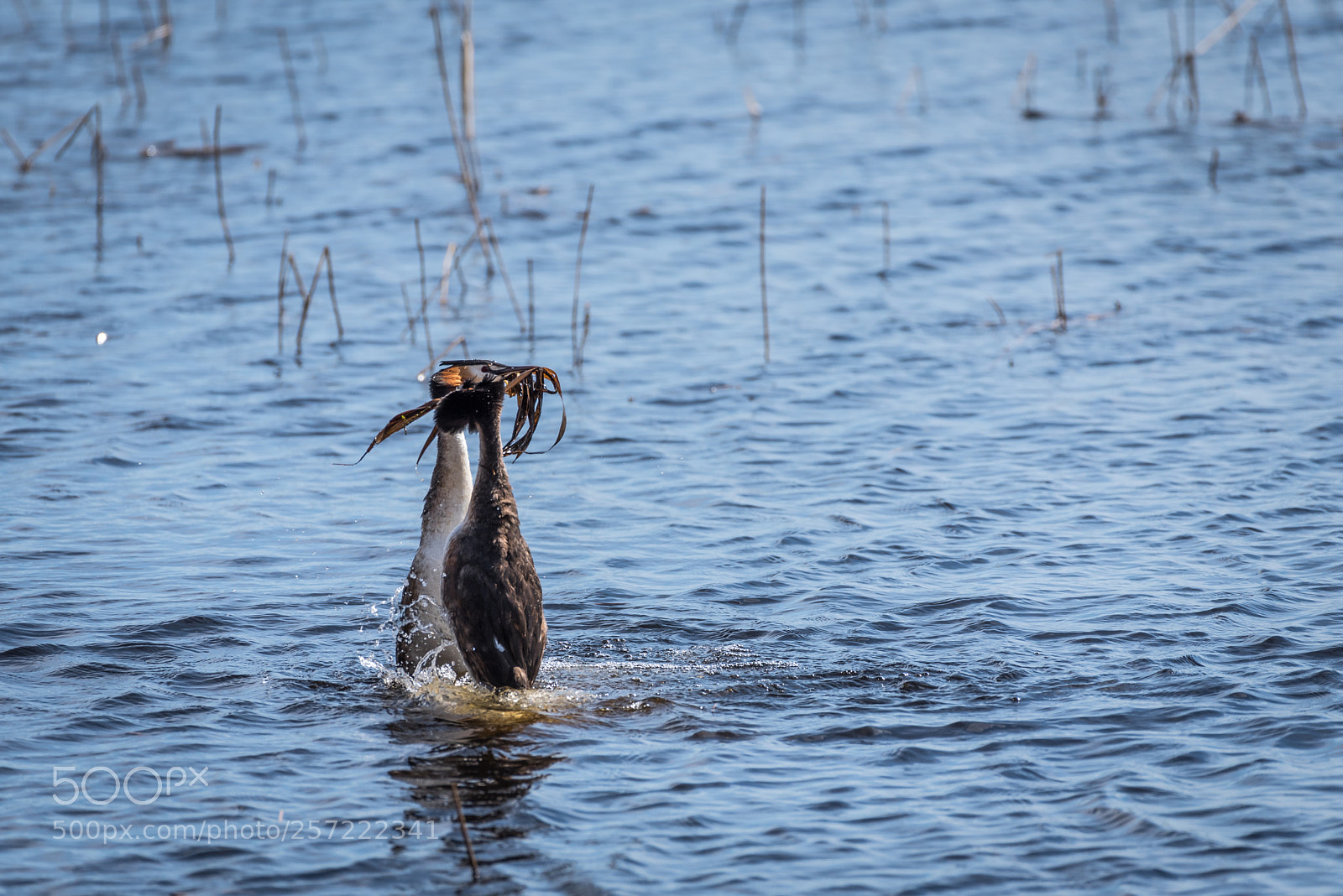 Nikon D750 sample photo. Great grested grebe photography