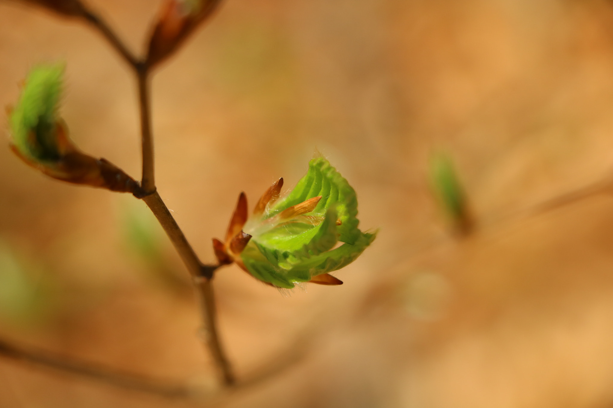 Canon EOS 750D (EOS Rebel T6i / EOS Kiss X8i) sample photo. Budding spring photography