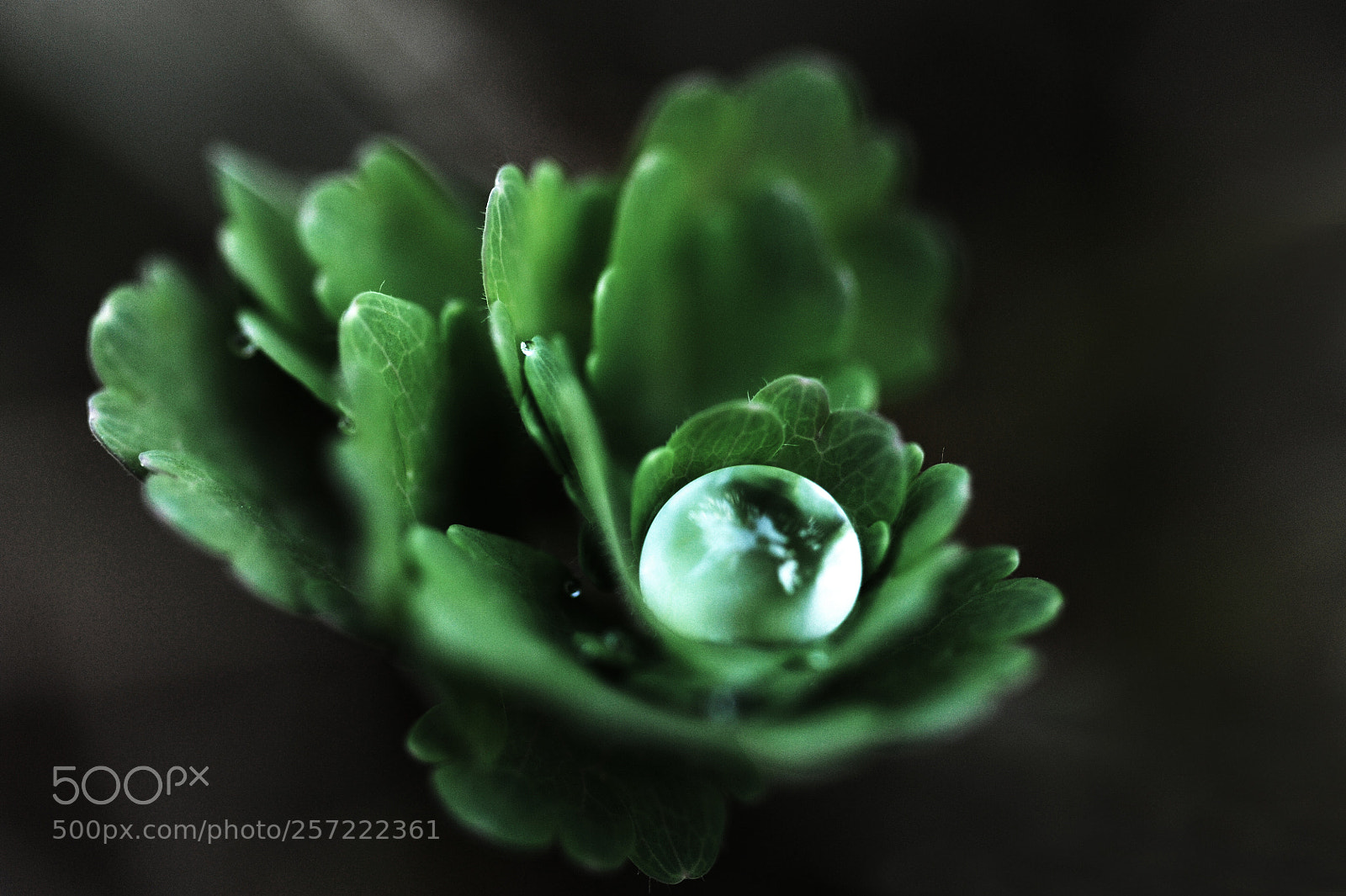 Nikon D700 sample photo. Forest oyster ii photography